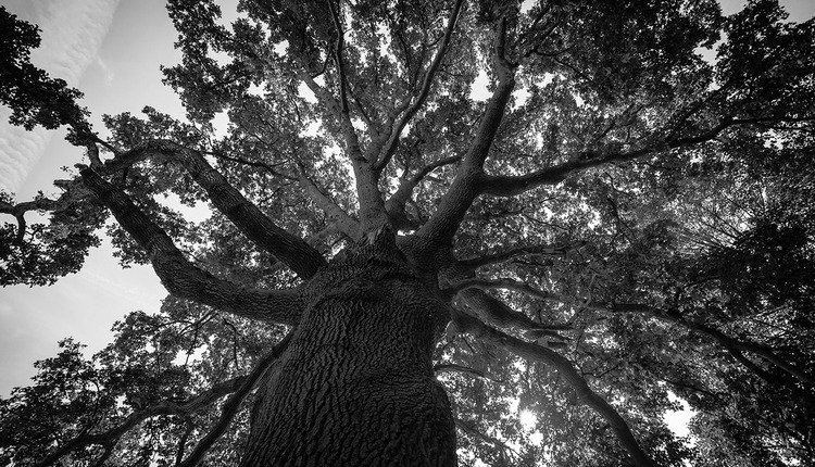 tree